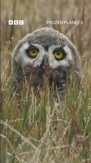 Nothing gets past a snowy owl 👀 #FrozenPlanet2