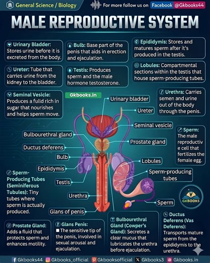 The male reproductive system consists of specialized organs that produce, store, nourish, and transport sperm, along with glands that secrete fluids forming semen—working together to enable reproduction and hormone regulation in the human body. #MaleReproductiveSystem #HumanAnatomy #ReproductiveBiology #BiologyForExams #GeneralScience | Gkbooks