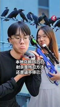 乌鸦在新加坡激增至16万只 两分钟讨论该不该射杀？
