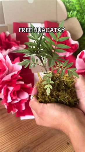 🎉 PERU INDEPENDENCE DAY GIVEAWAY! 🎉 I’m so excited to celebrate Peru’s Independence Day on July 28th by launching this special giveaway for plant lovers and fellow Peruvians around the U.S.! I’m giving away a few Peruvian starter plants, including Huacatay! How to enter: ✅ Follow @PeruvianRoot ✅ Like this post ✅ Tag 1–2 friends who love gardening ✅ Bonus: Share to your story and tag me for an extra entry 🌿 Winner announced here next week! U.S. shipping only. This is just the beginning — Huaca