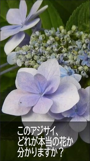 ガクアジサイ（額紫陽花） #樹木 #夏の花