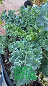OH KALE NO #containergardening #containergarden #vegetables #kale #plants #plantsmakepeoplehappy #stressreliever #vegetablegarden #greenthumb | Japs Uflo