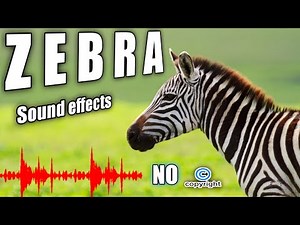 Zebra sounds, zebra grimacing, Zebra Sound Effects No Copyright