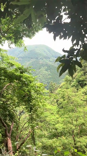 2026年6月1日 鳥取県三徳山三佛寺国宝投入堂を見上げる🙏1,000年前に資材を投げ入れて作ったので「なげいれどう」と言うらしい⛰️