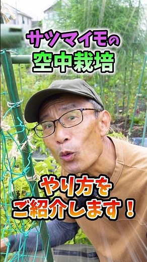Increase your yield by growing sweet potatoes in your home garden or farm with vertical cultivati...