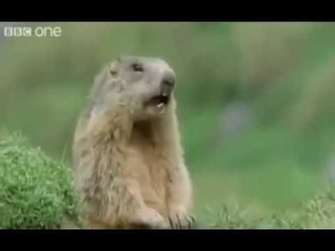 ADAM! ADAM! ADAŚ!.. A nie to Witek!