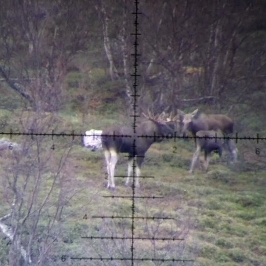 6.5x55 moose hunt 550m