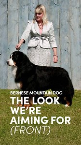 11K views · 162 reactions | Bernese Mountain Dog - Grooming the...