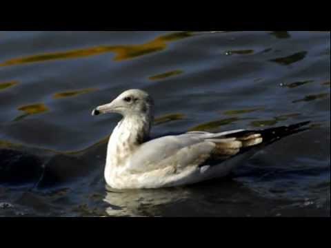 Why Seagull is UTAH's State Bird