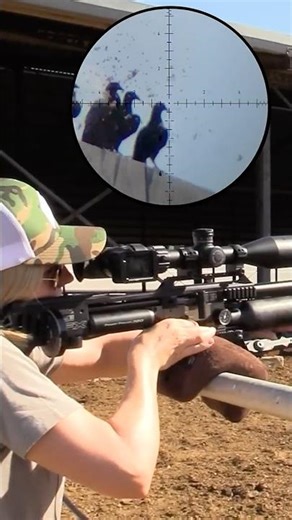 Exploding Pigeon (Seeds Everywhere)