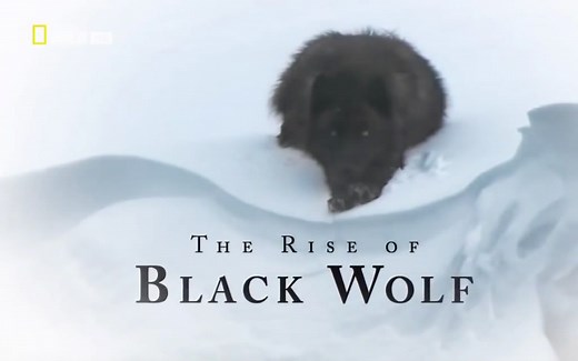 [英字/自压] 黑狼的崛起.The Rise Of Black Wolf Documentary (FULL)