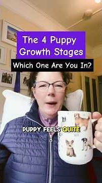 4 puppy growth stages | everything you need to know