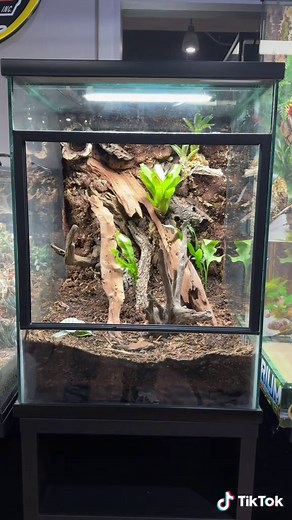 How to Build a Bioactive Dart Frog Enclosure (18x18x24
