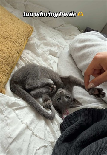 Dottie the Russian Blue Kitten: 12-Week Troubleshooter