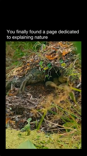 Explaining Nature | Alligators are large, semi-aquatic reptiles that belong to the crocodilian family. They live mainly in freshwater environments like rivers,... | Instagram