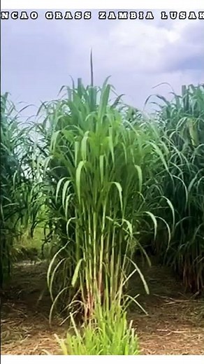 Juncao Grass Technology The Game Changer in Animals feeds availability.