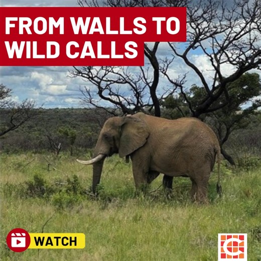 Caxton Network News | Watch: 1 year in the wild – Pretoria Zoo elephant celebrates his new Limpopo life Read more: https://www.citizen.co.za/network-news/lnn/article/watch-1-year-in-the-wild-pretoria-zoo-elephant-celebrates-his-new-limpopo-life/ | Middelburg Observer