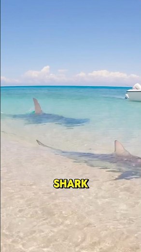 Swimmer Sees Two Sharks Fighting Up Close