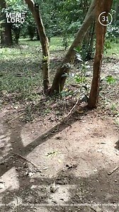 10K views · 11 reactions | Cheekies monkey on a mission  | Meme Lord | Facebook