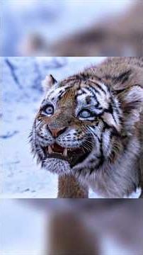 The Tiger: The Legend of an Old Hunter #shorts #movietips #movies #bestmovie