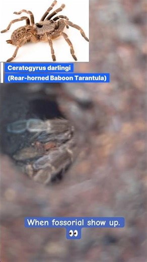How to bring fossorial tarantulas out of their burrows?⚡️🕷️ #tarantulafeeding #tarantula #arachnid