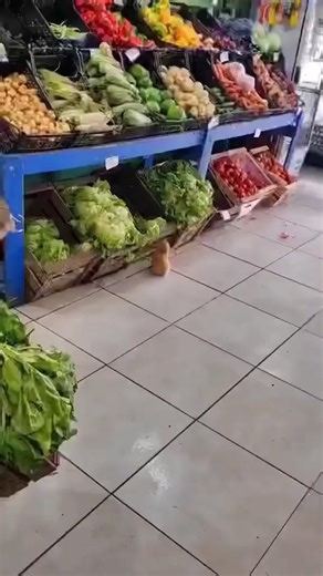 Bunny Supermarket Grocery Store Thief Caught on Camera
