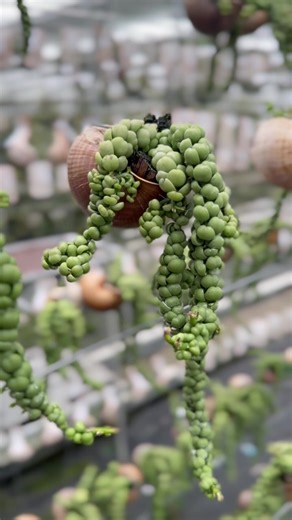 Some plant don’t need much to stand out🐚🌱 This string of pearls does it effortlessly. With its soft, cascading strands and calm green tones, it brings character without overpowering a space. Simple, elegant, and quietly eye-catching — perfect for hanging and letting it do its thing. Sometimes less is more💚 #PlantLover #GreenEscape #NatureUK #IndoorGarden #MindfulMoments #TreeArt #EcoLife #UKNature #koberg #kobergbv