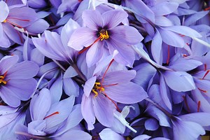 EnoSTIM™, the natural male enhancer - Nexira