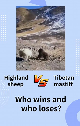 Highland sheep vs. Tibetan mastiff! Who wins and who loses? 高原羊大战藏獒！谁胜谁败？ Plateau sheep battle Tibetan mastiffs, the momentum crushed Tibetan mastiffs #pastoral #scenery #wildlife #plateau #sheep #nature #tibetanmastiff #animal #dangerous 高原羊大战藏獒，气势碾压藏獒 #牧区 #风景 #野生动物 #高原 #羊 #自然 #藏獒 #动物 #危险 | Chaka Yak