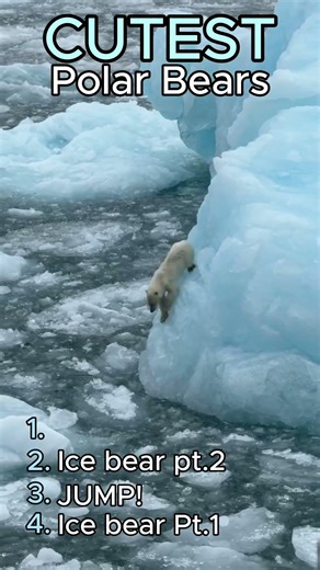 CUTEST Polar Bears! #animals #polarbear