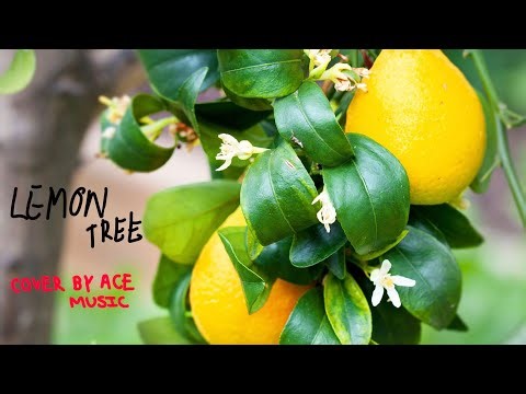 Lemon tree | Cover by Ace Music