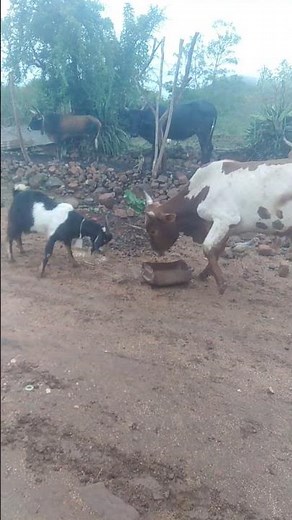 “Goat Outsmarts a Bull in a Fight for Food | Shocking Ending!”