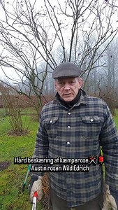 Hård beskæring af kæmpe buskrose✂✂🌹🌹 ”Wild Edrich” har taget stor skade af kraftige storme og ikke mindst mosegrise, der har spist mange af rødderne🤣🤣. Beskæringen skulle være gjort december 2024, men jeg glemte det🙈🙈 Så nu skulle ”Wild Edrich” reddes! Når rosenbusken er så gammel og har store stammer, kan det være svært at se øjnene🧐🌹. Men du kan kigge efter buler/udposninger og/eller du kan også klippe✂ lige over en mindre gren, hvis der er en, hvorfra rosen så vil skyde igen😍🌹🌹. Je