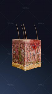 7.7K views · 43 reactions | Vascular inflammatory macules in 3D:...