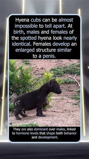 Why Hyena Cubs Are So Hard to Identify