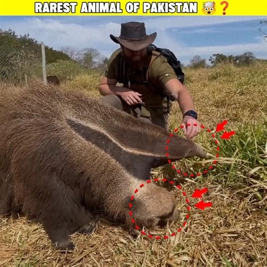 Rarest Animal Of Pakistan🤯🐬🐻❓#shorts#animals#wildlife