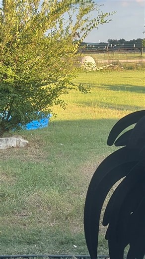 You might’ve noticed little sparrows around your yard. I used to try to chase them away until I realized they actually are very territorial and they will keep other birds out of my yard so I watch out for them. I make sure that they look healthy and they’re doing well. Give them freshwater. | Texas Chicken Ranch of De Leon