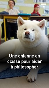 173K views · 3.6K reactions | Au lycée Saint-Esprit de Landivisiau (29), les élèves de terminale philosophent en présence de la chienne Toshiko. Une présence précieuse pour ces lycéens désormais « plus heureux d’aller en cours ». Video : Laura Ayad, Elise Le Mer https://go.letelegramme.fr/H1dd | Le Télégramme | Facebook