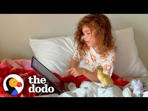 Little Girl And The Baby Duck She Rescued Are Now BFFs | The Dodo