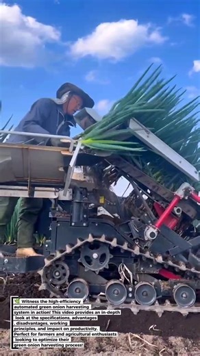Green Onion Harvesting: High-Efficiency Automated System!