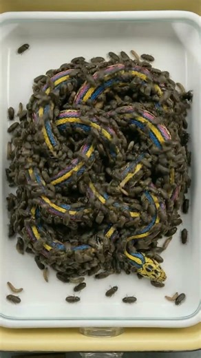 A vibrant macro time-lapse showcasing demisted beetles naturally cleaning a neon-pattern snake