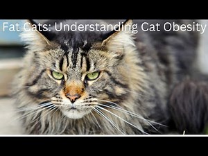 Fat Cats: Understanding Cat Obesity