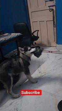 husky playing. #siberianhusky #shorts #shortvideo #bihari #dog #trending #codm #news
