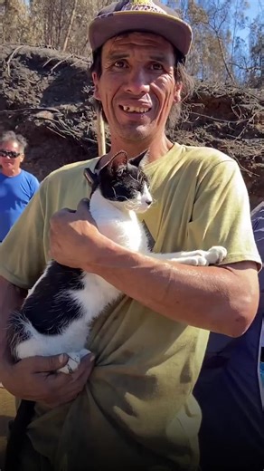 Julio, el gato héroe en medio de incendios en Biobío