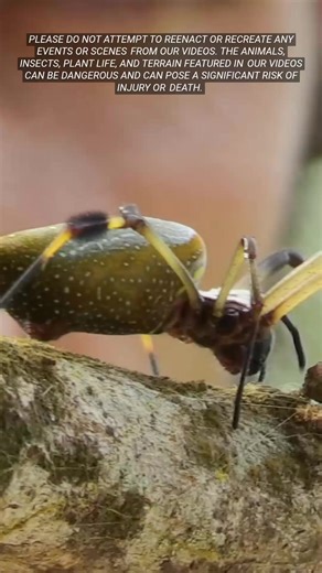 This orb weaver is HUGE, and they can be even larger?!!! #spider #orbweaver #arachnid #bravewilderness | Brave Wilderness