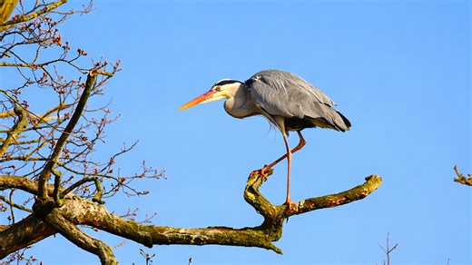 A serene moment with the grey heron