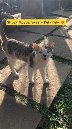 When a cat walks toward you… you don’t move 😭❤️#viral #cat #catvideos#catlove#trending #pet#ytshorts