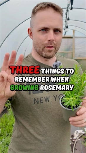 4.2K views · 22K reactions | Top tips for growing your own Rosemary herb plants 華 | Urban Herbs | Facebook
