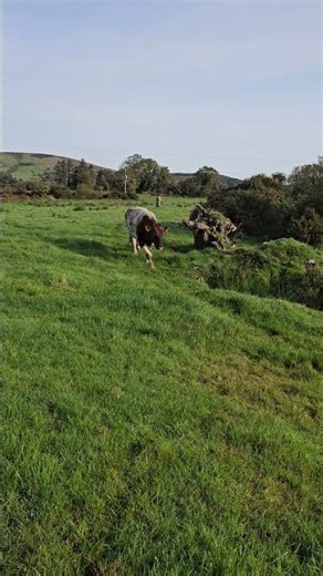 Never Trust a Bull #wagyu #farm #finnowfarm #farming #farmlife #beef #japanese #breed #cattle