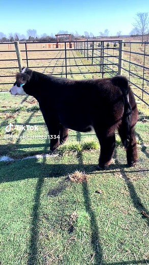 #showsteer #showsteers #showcattlethings #showcattlelife